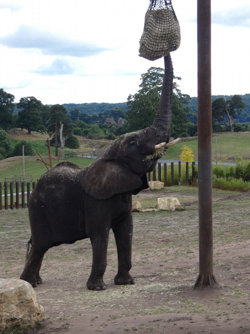 African elephant cow feeding