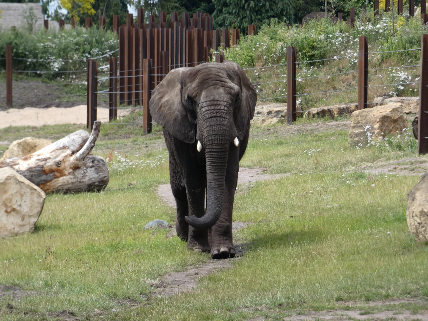 African elephant cow, Five