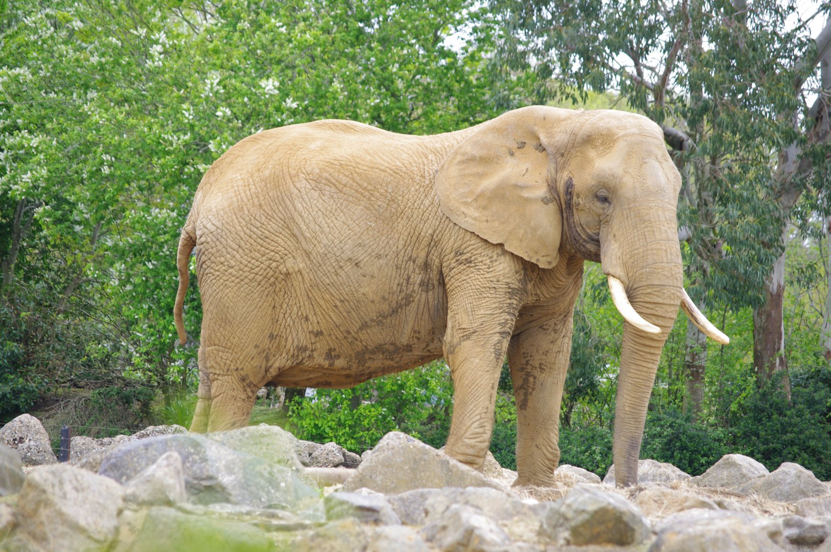African Elephant cow- Opal- 11/4/2024
