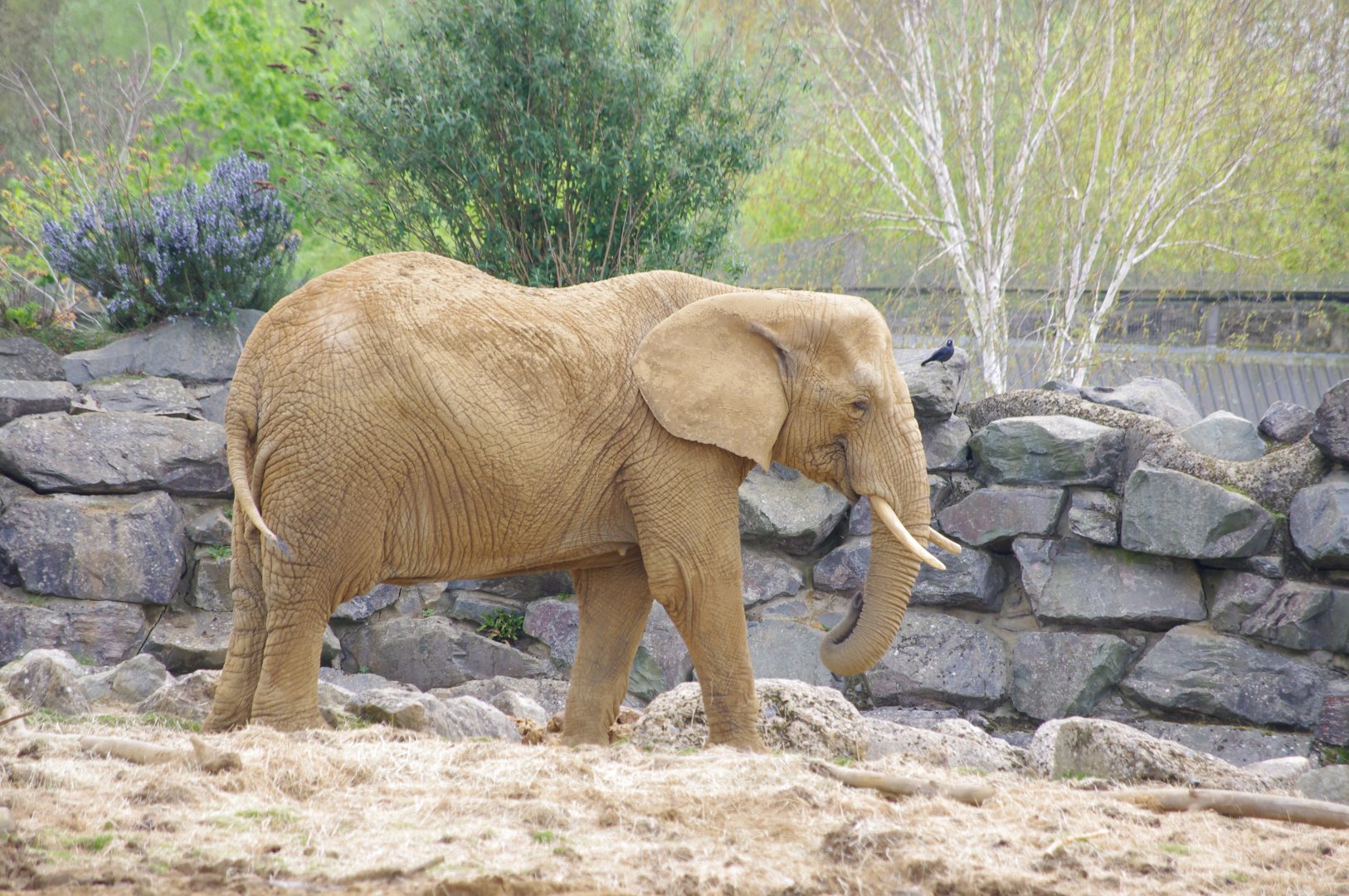 African Elephant cow- Tanya- 11/4/2024
