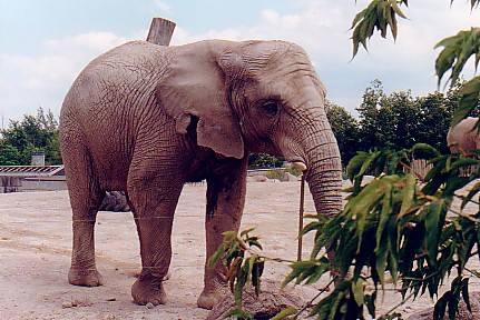 African elephant cow @ Toronto zoo Canada