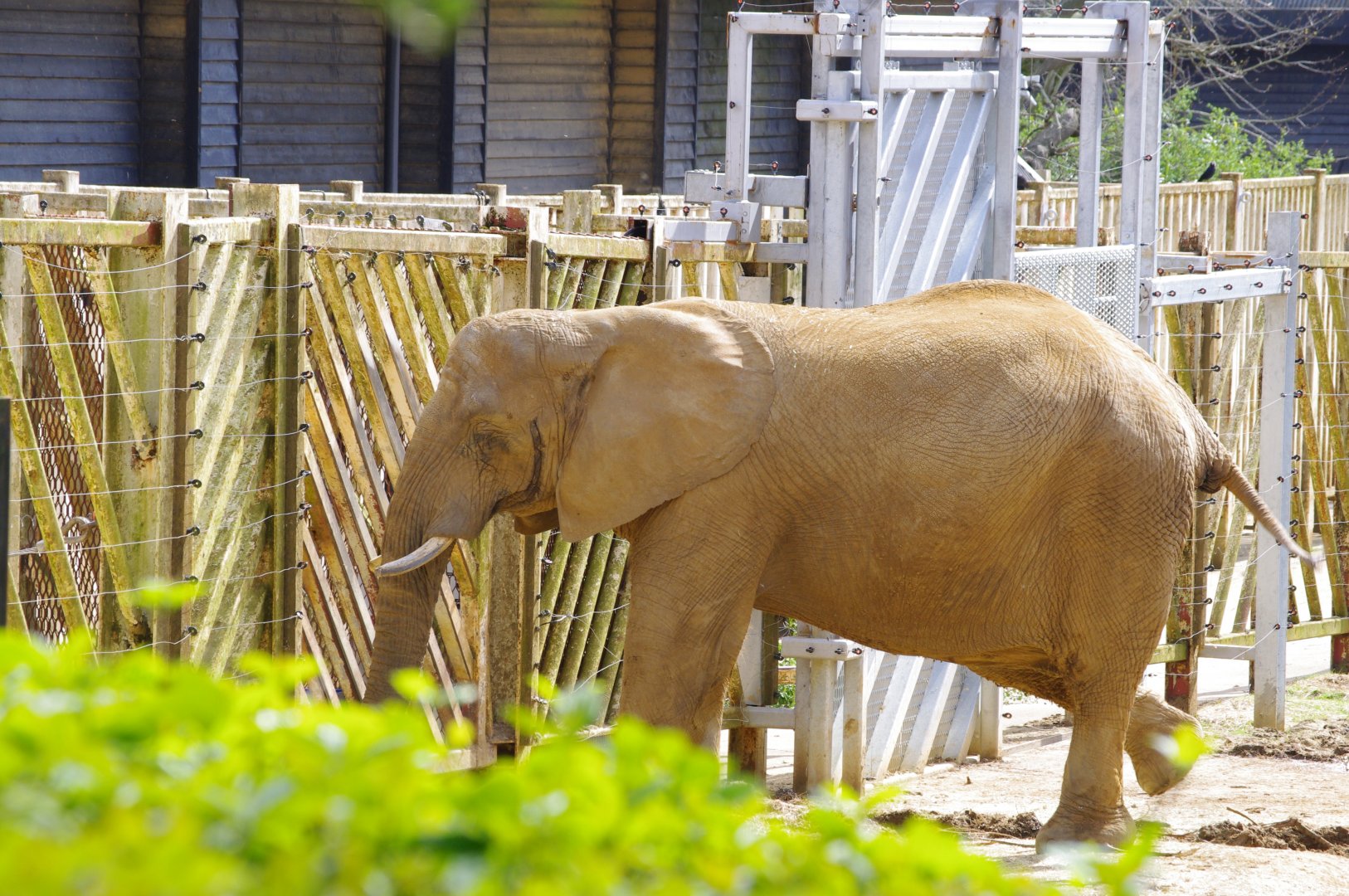 African Elephant cow- Zola- 11/4/2024