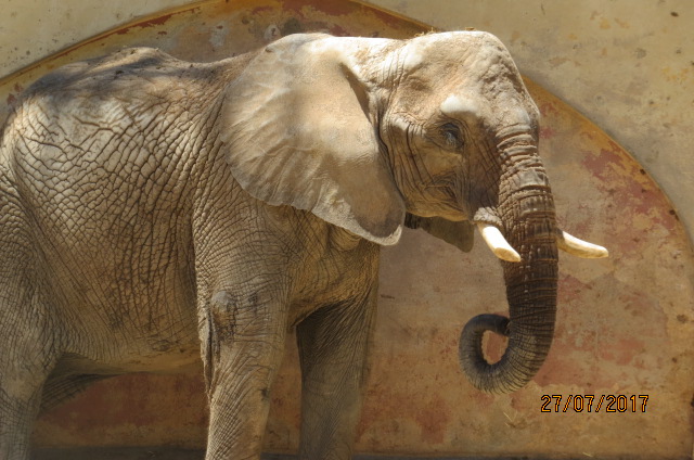 African Elephant Cow