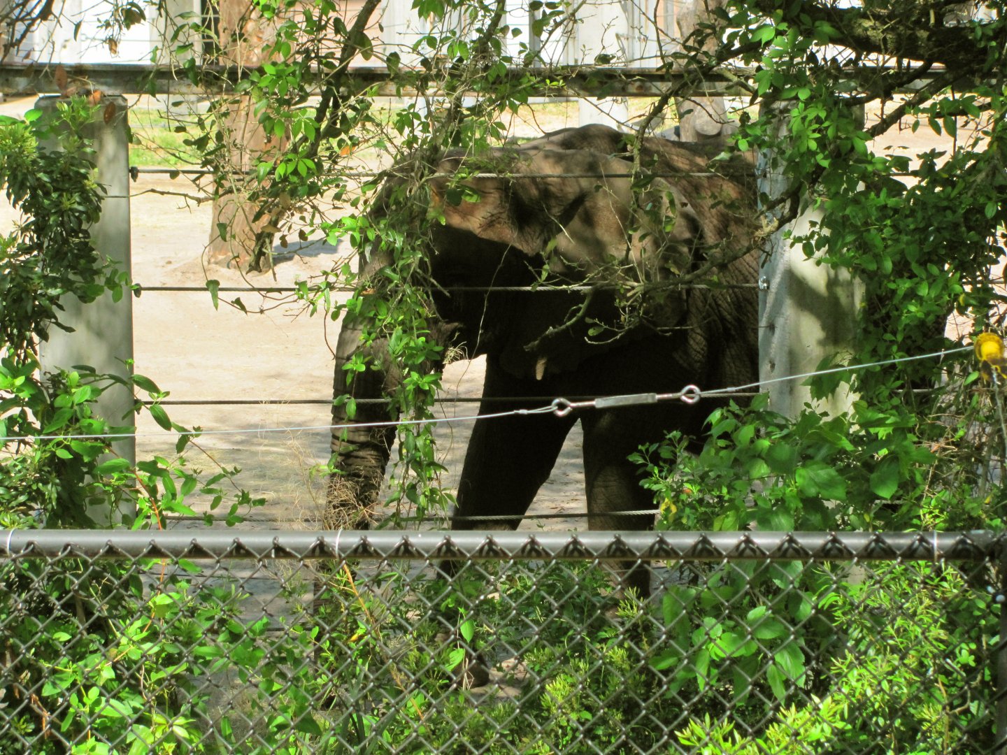 African Elephant Cow