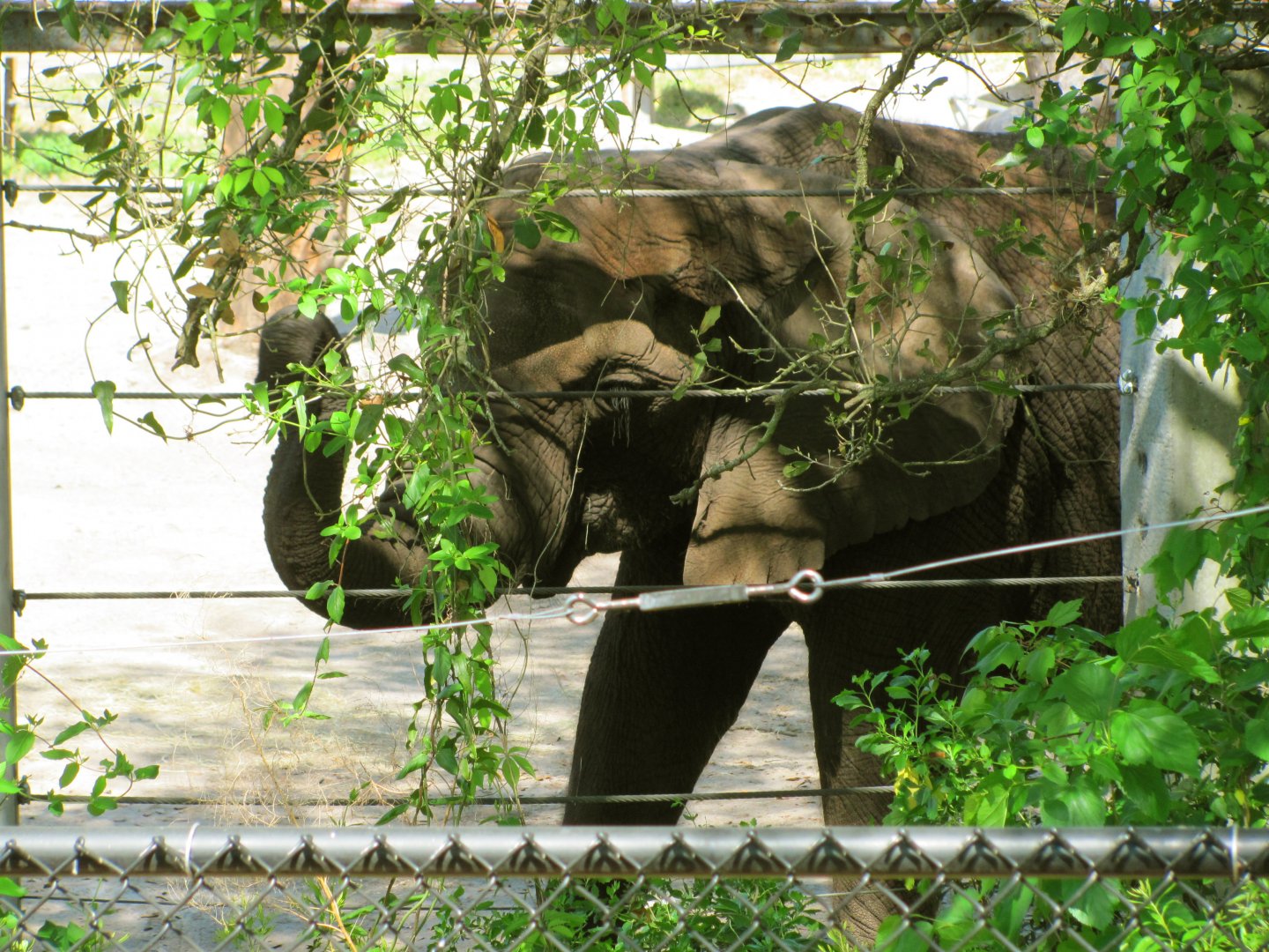 African Elephant Cow