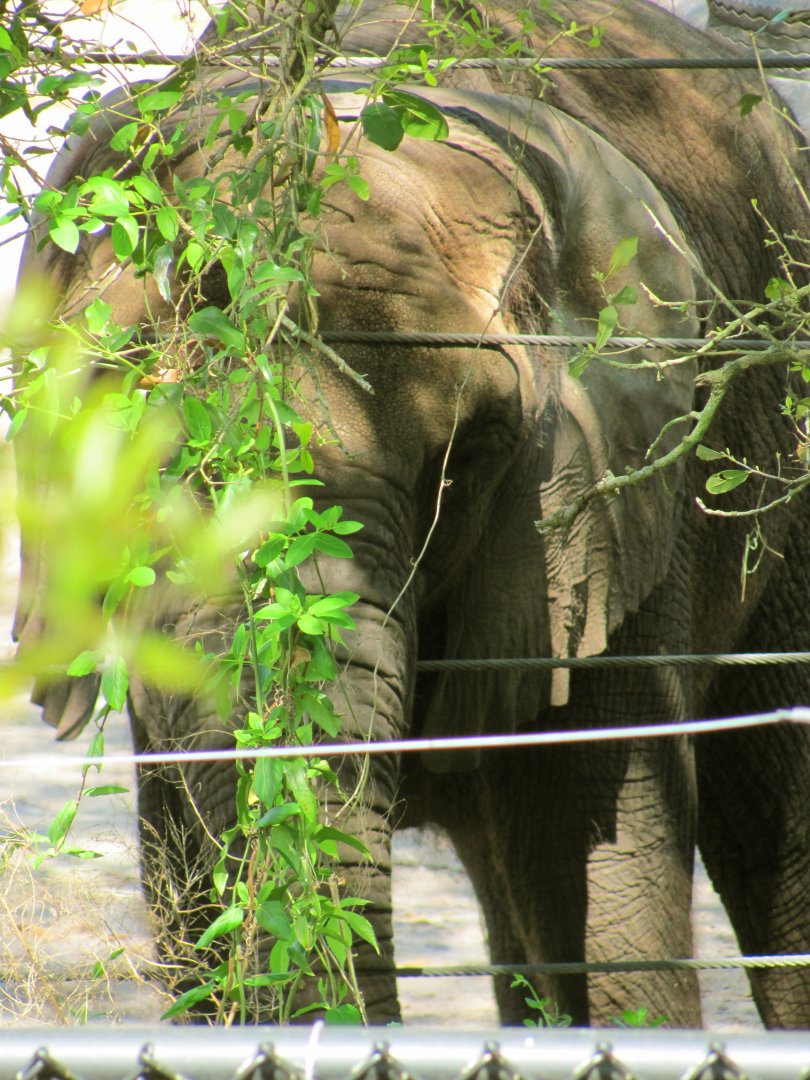 African Elephant Cow