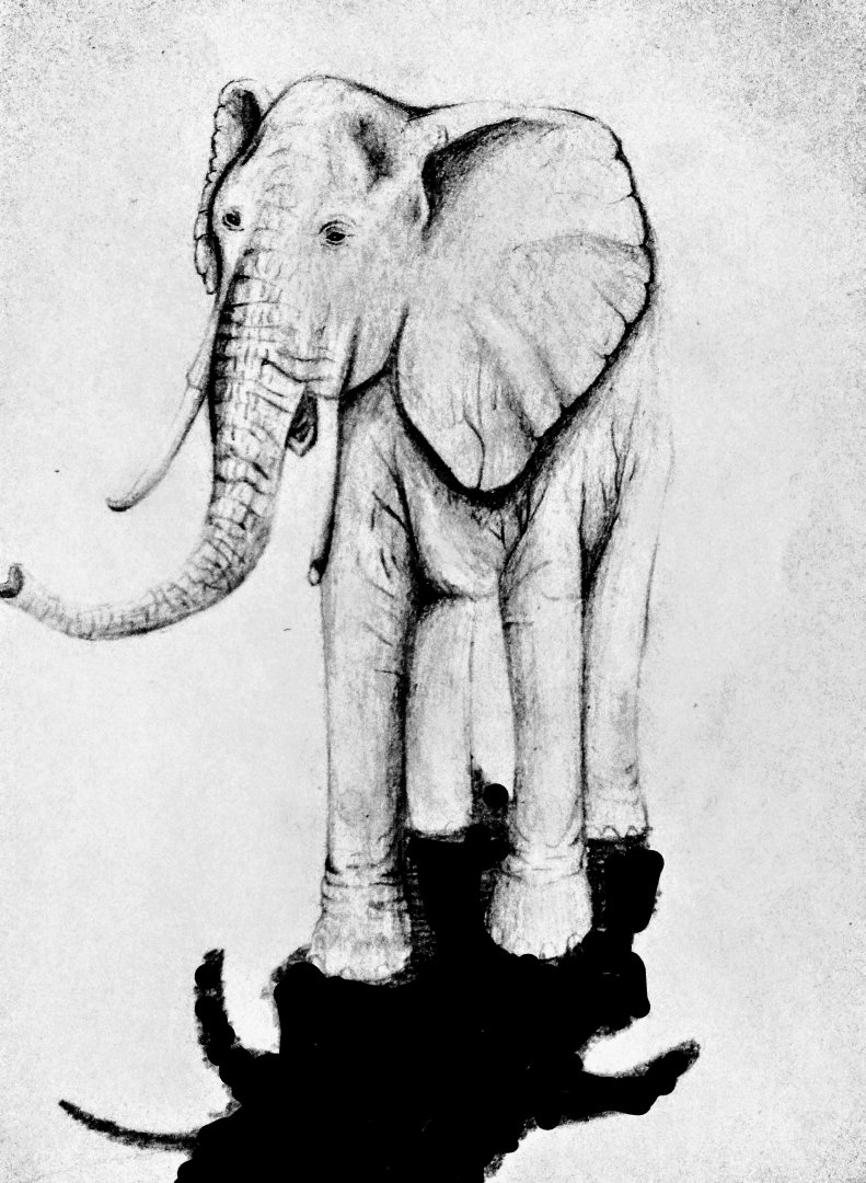 African elephant cow