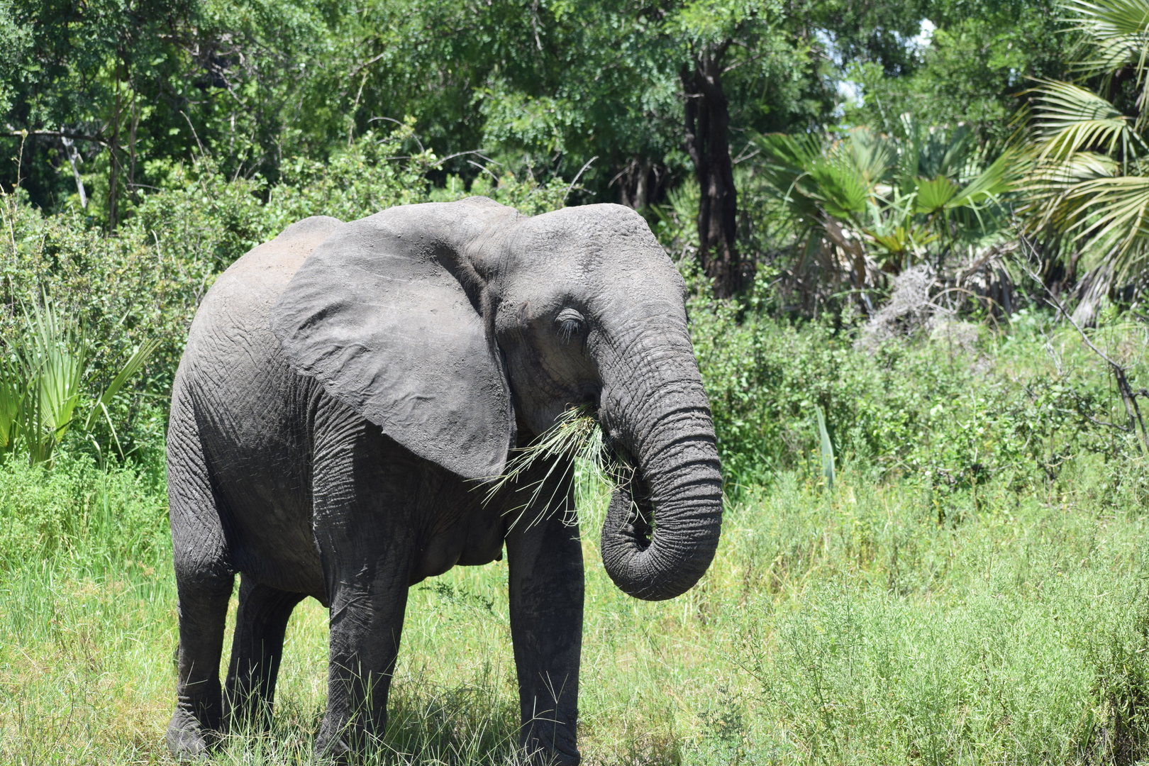 African Elephant cow