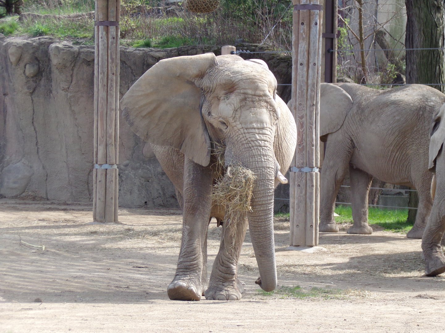 African Elephant cow