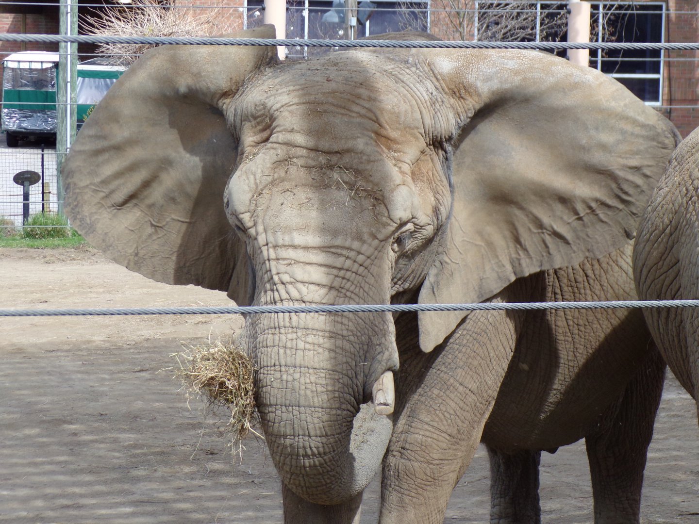 African Elephant cow