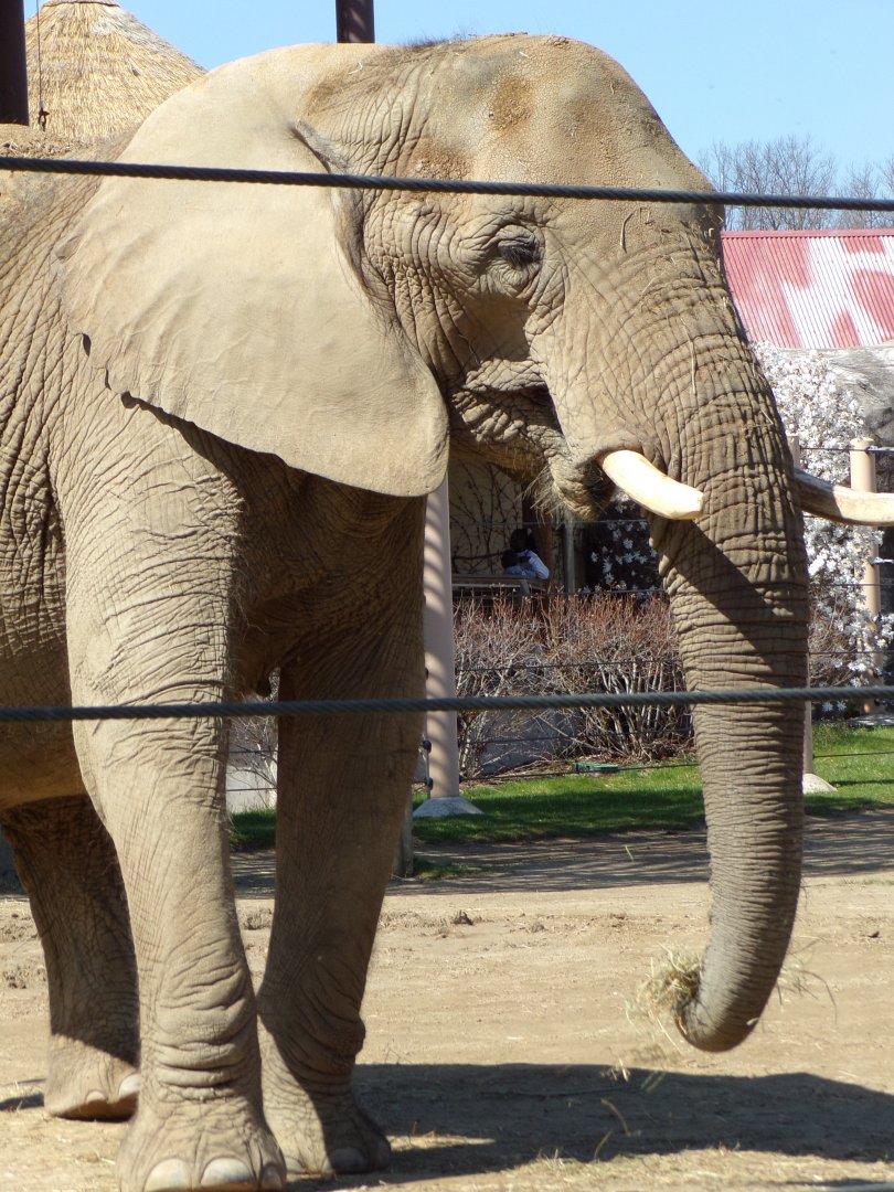 African Elephant cow