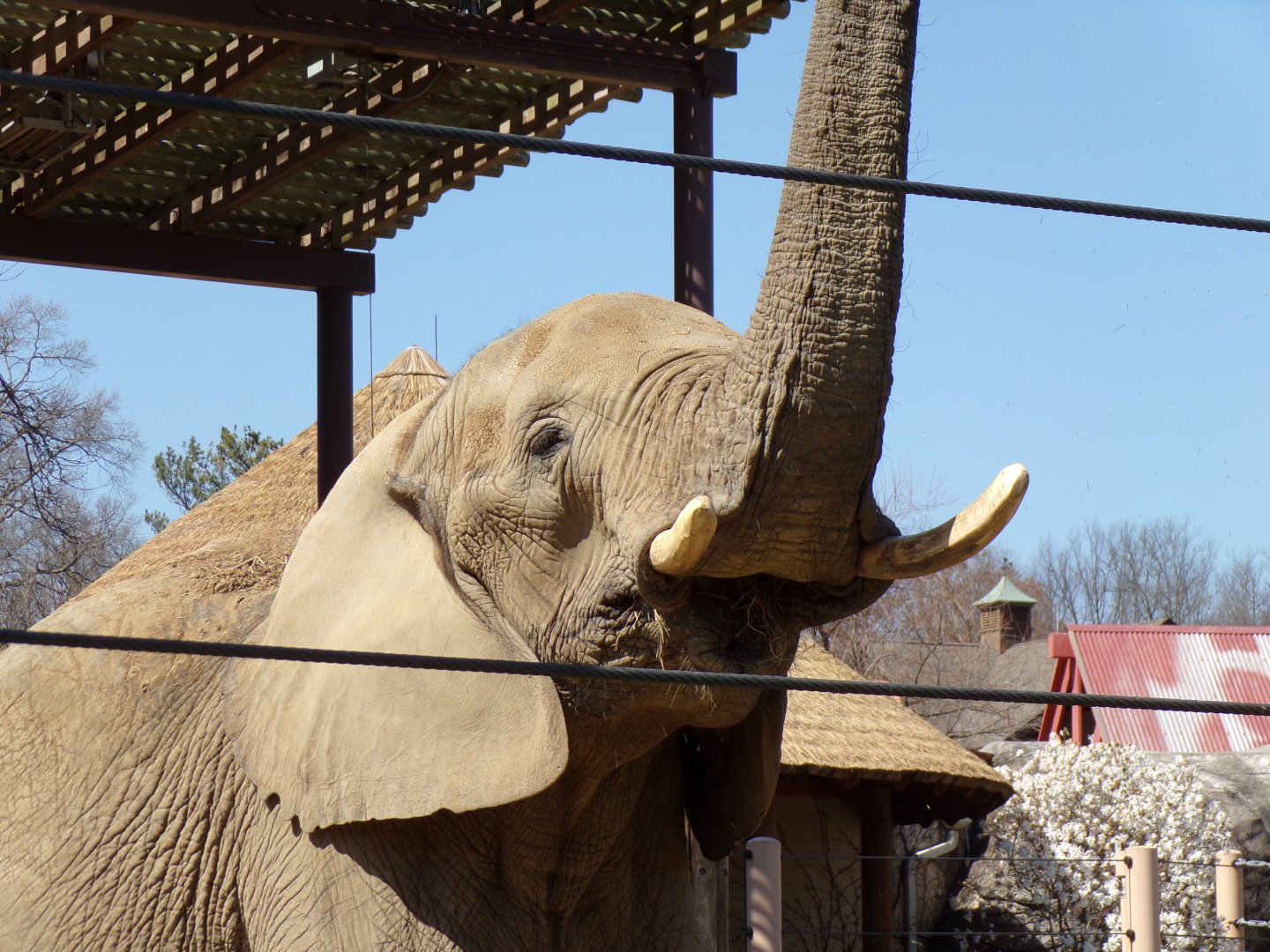 African Elephant cow