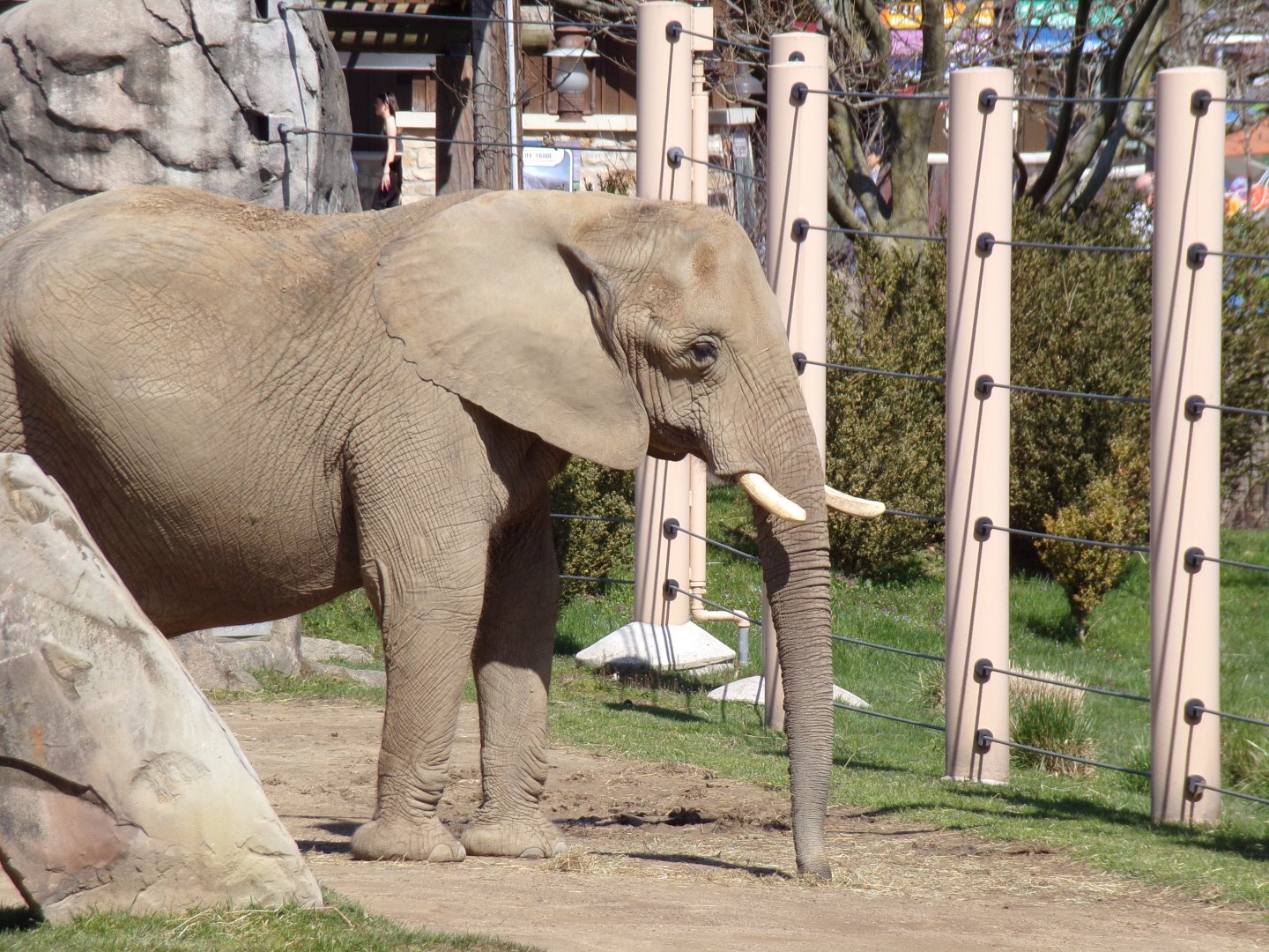 African Elephant cow
