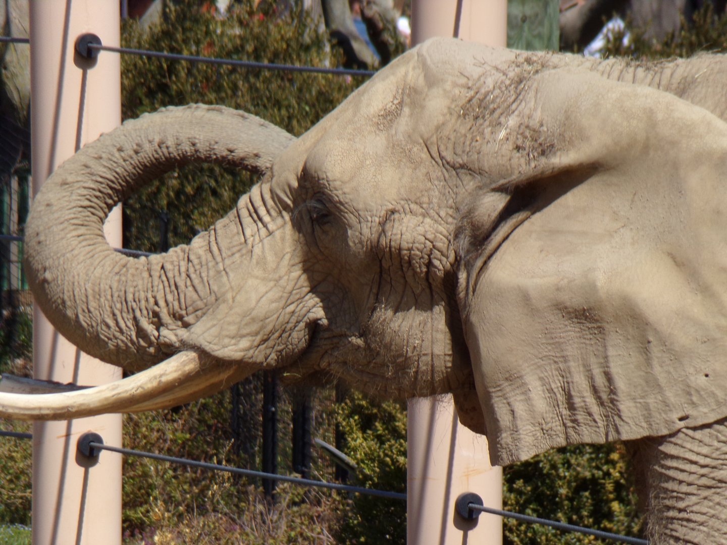 African Elephant cow