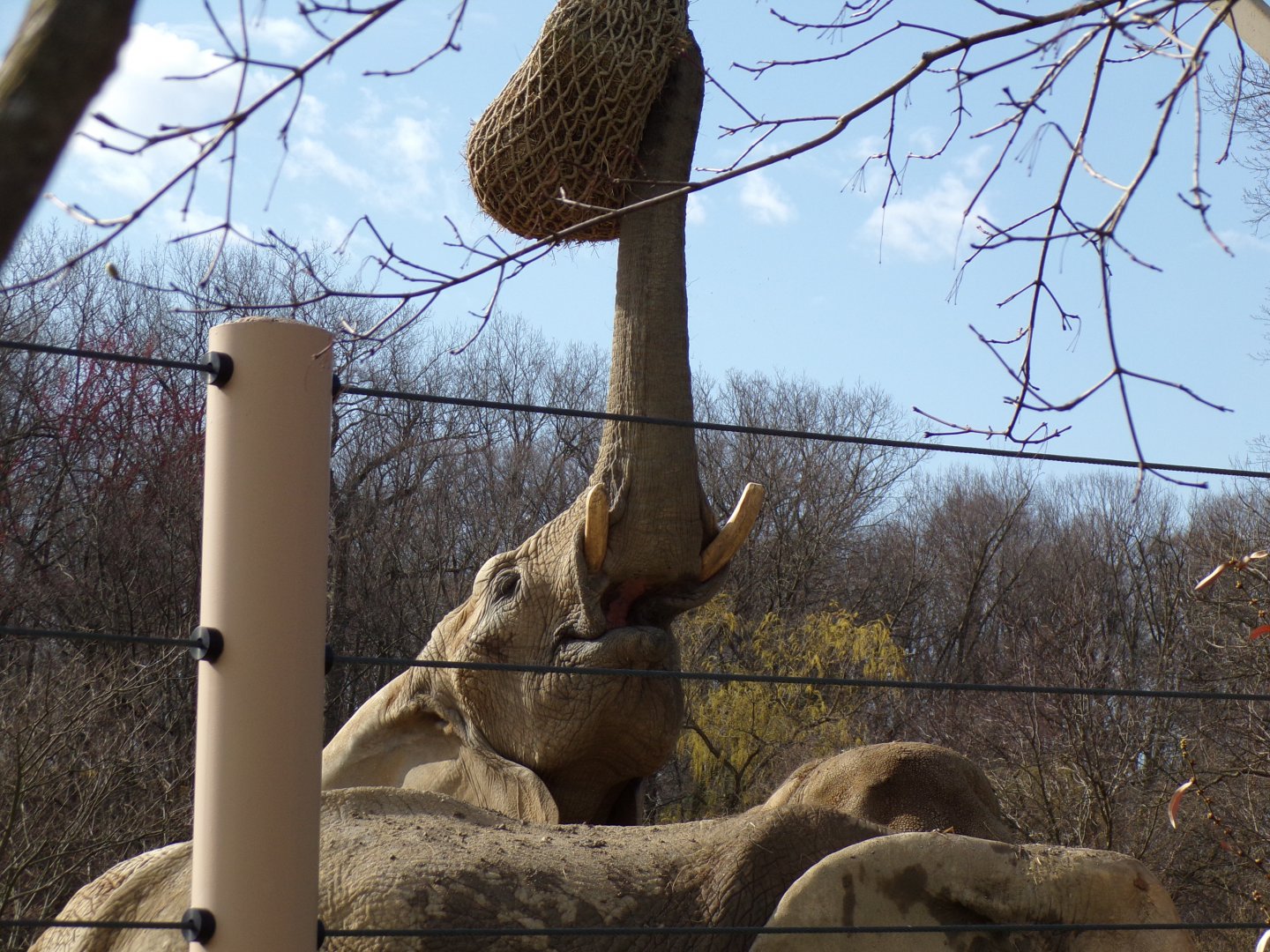 African Elephant cow
