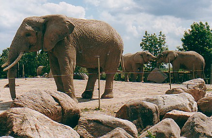 African elephant cows @ Toronto zoo Canada