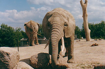 African elephant cows @ Toronto zoo