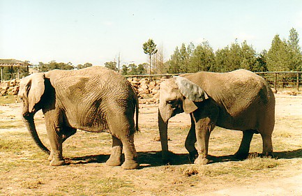 African elephant cows  @ WPZ