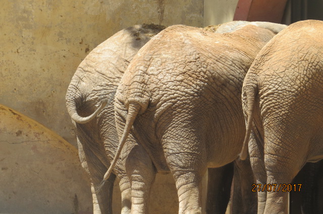 African Elephant Cows