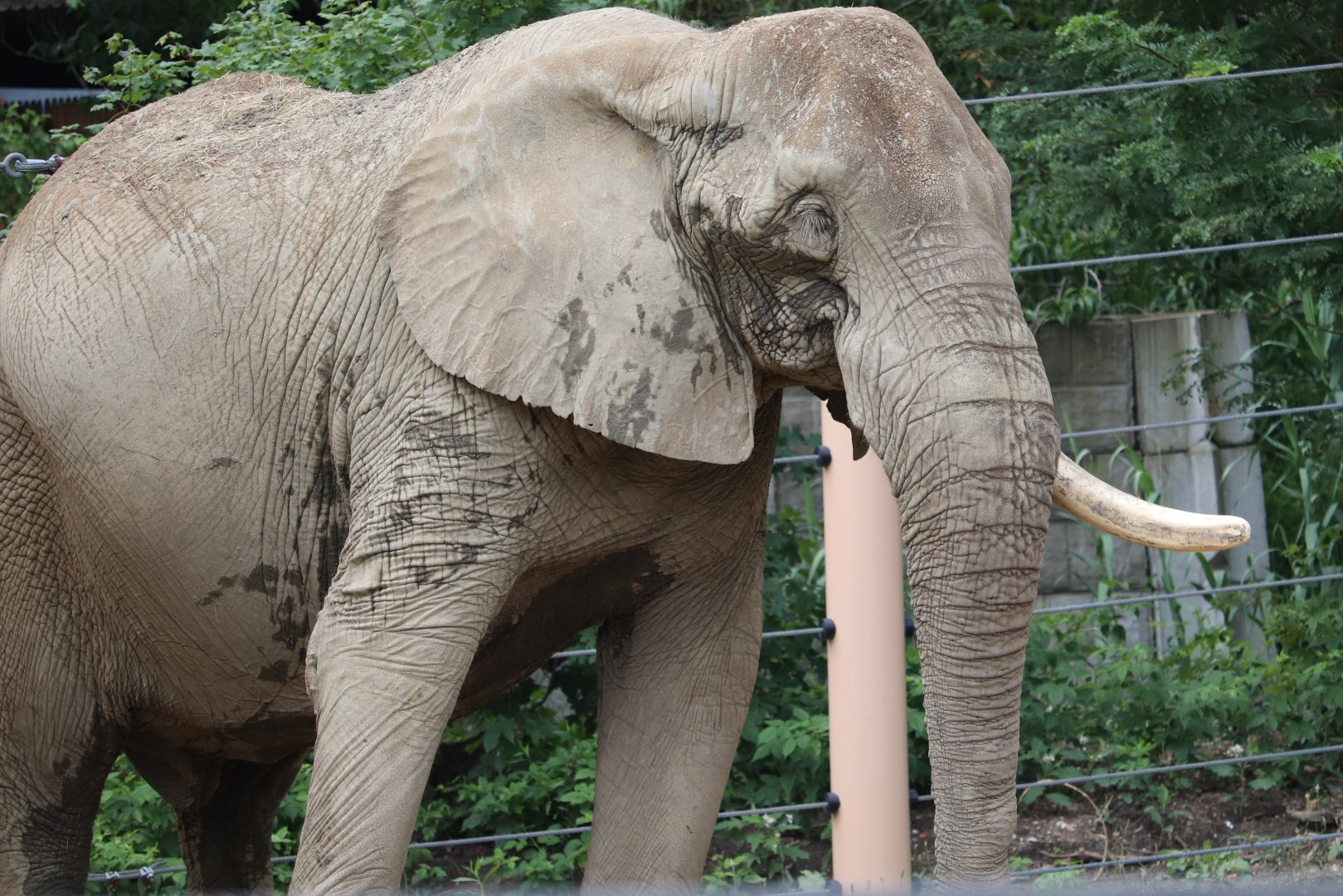 African Elephant Crossing - African Elephant