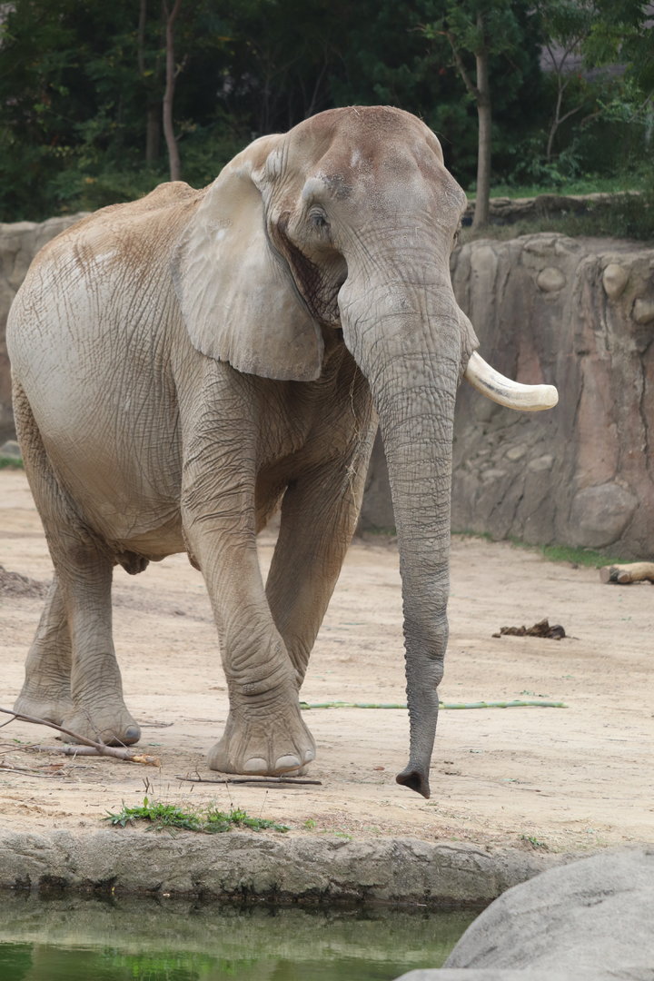 African Elephant Crossing - African Elephant