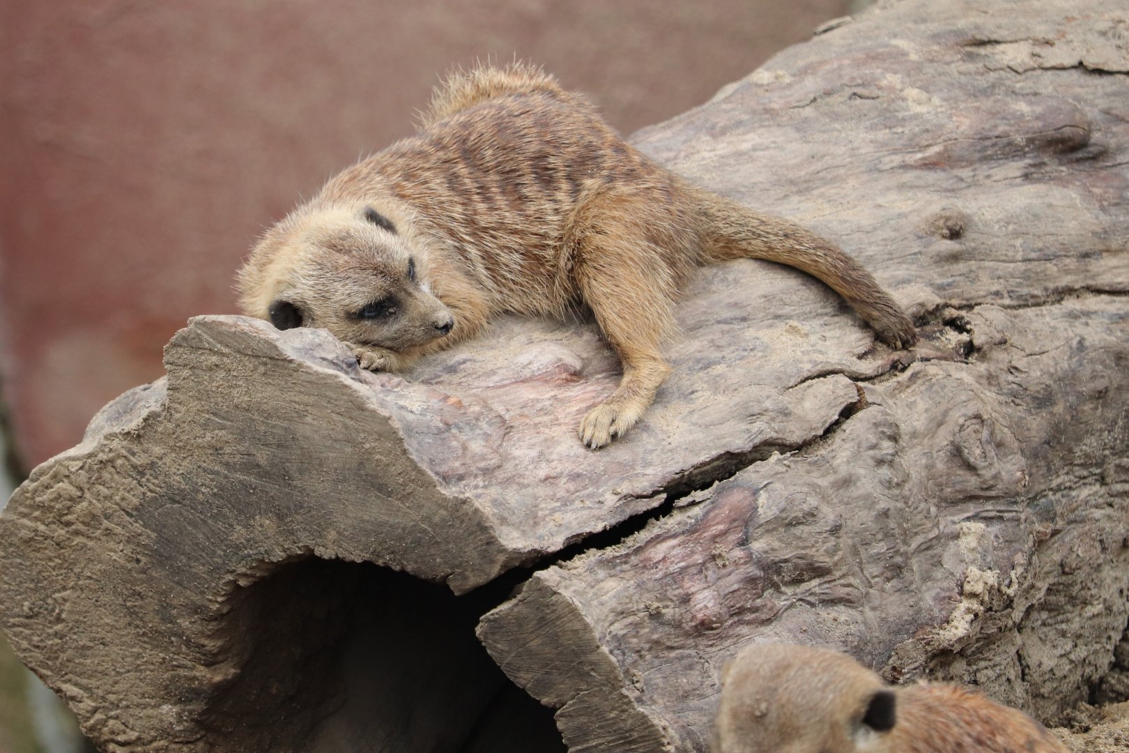African Elephant Crossing - Meerkat