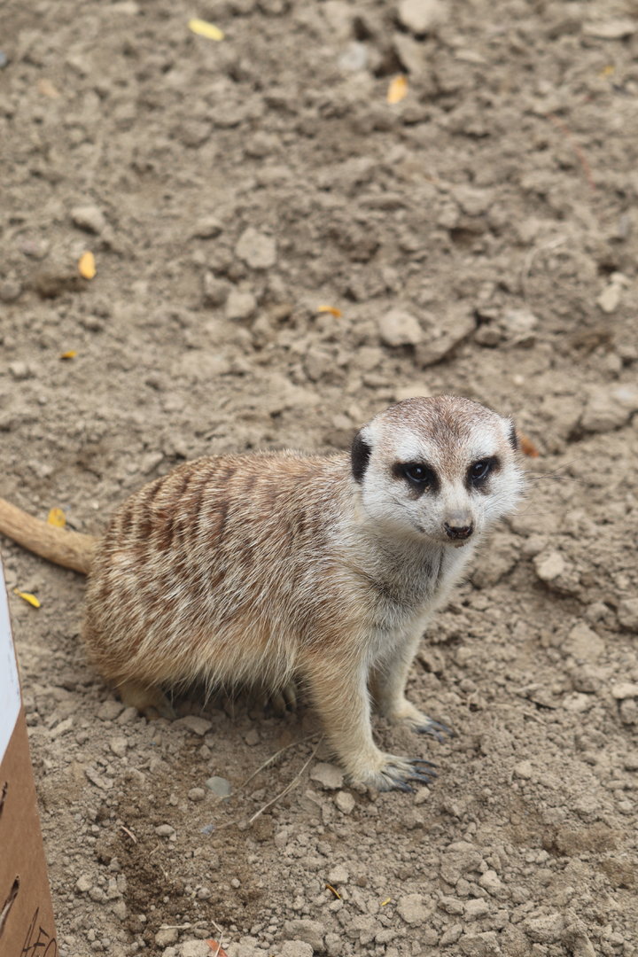 African Elephant Crossing - Meerkat