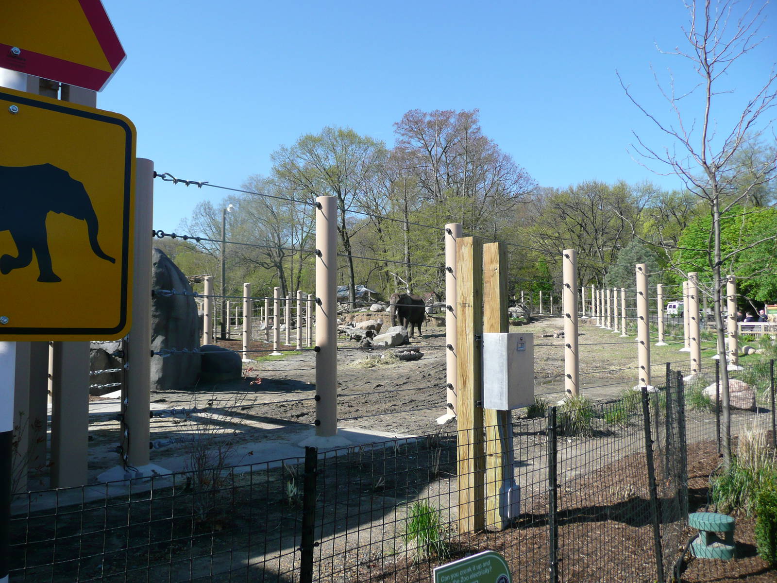 African Elephant Crossing