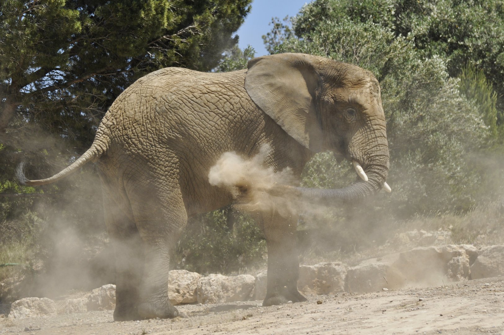 African elephant Csami