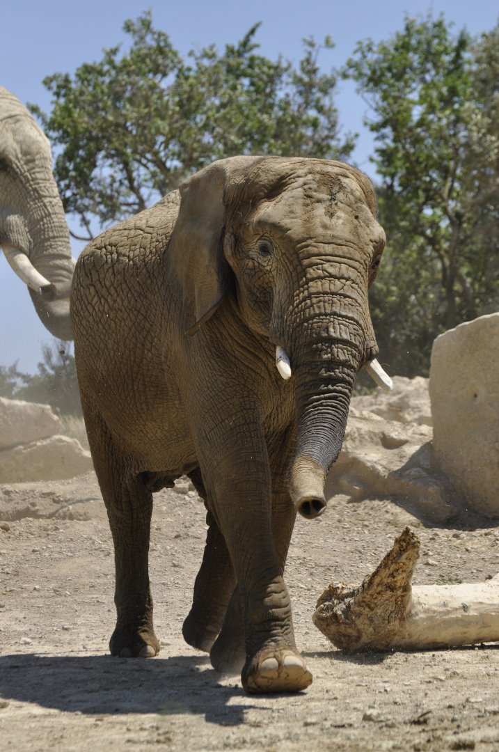 African elephant Csami