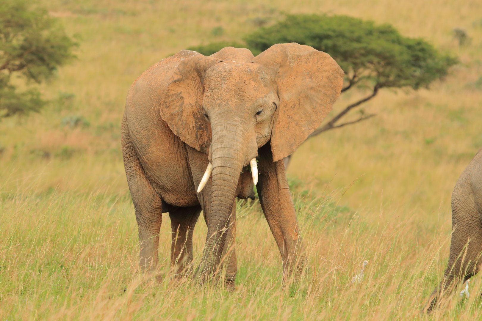 African elephant (December 2019)