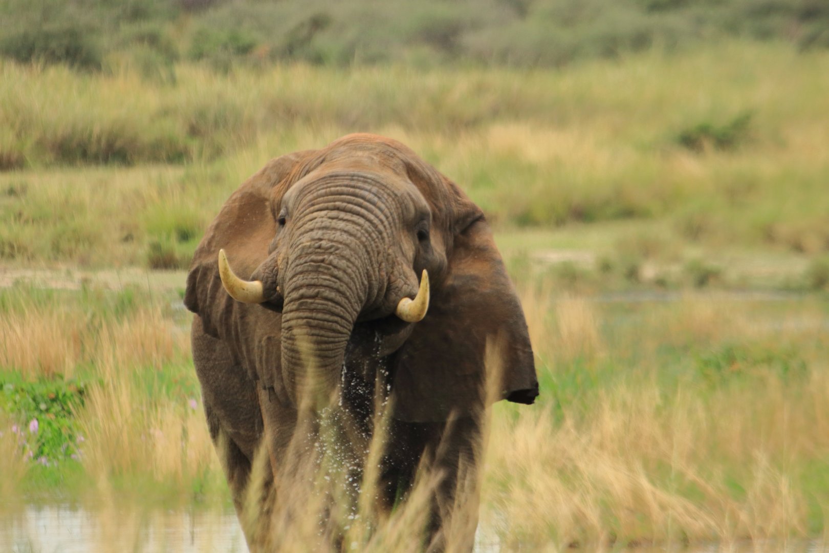 African elephant (December 2019)