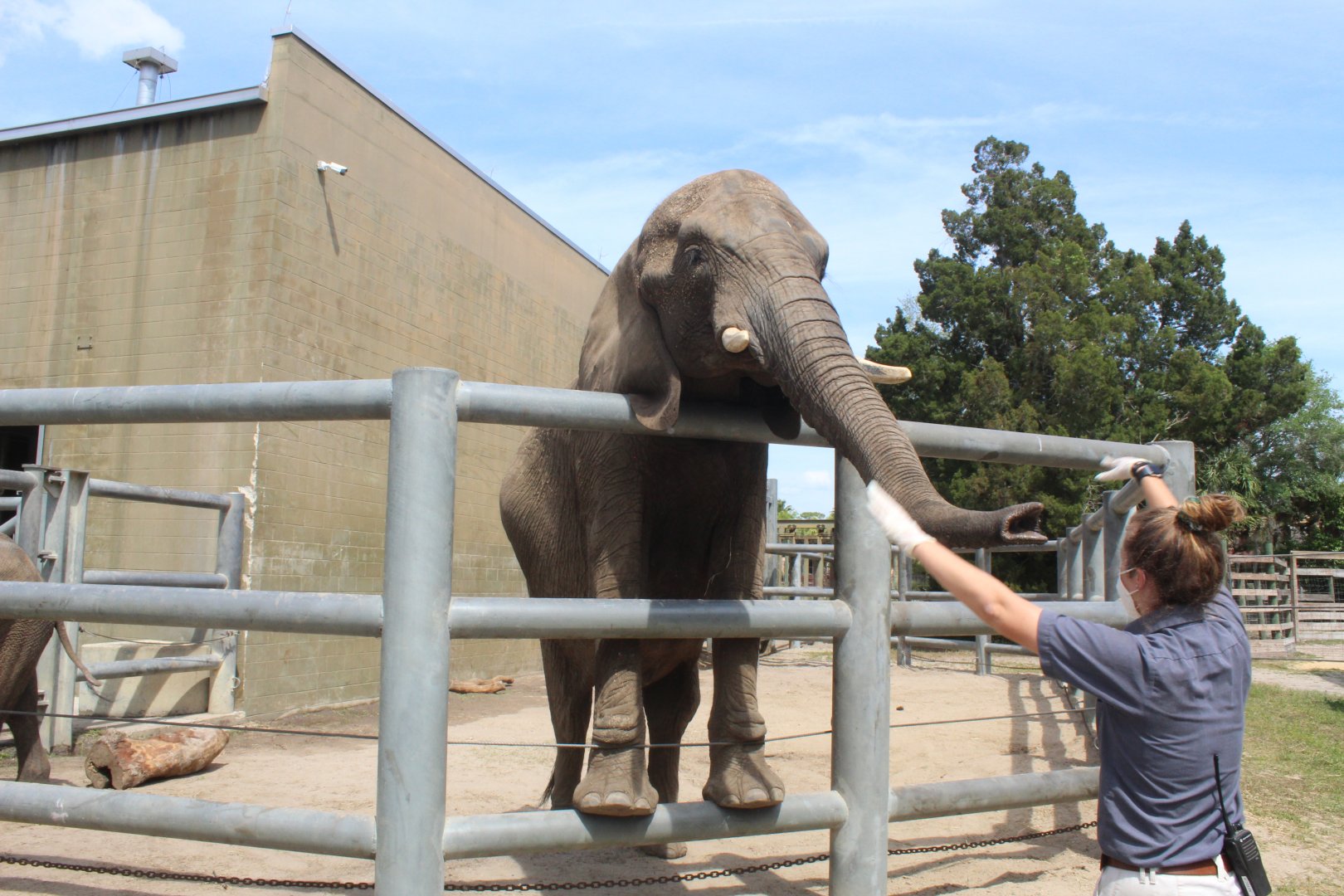 African Elephant Demo