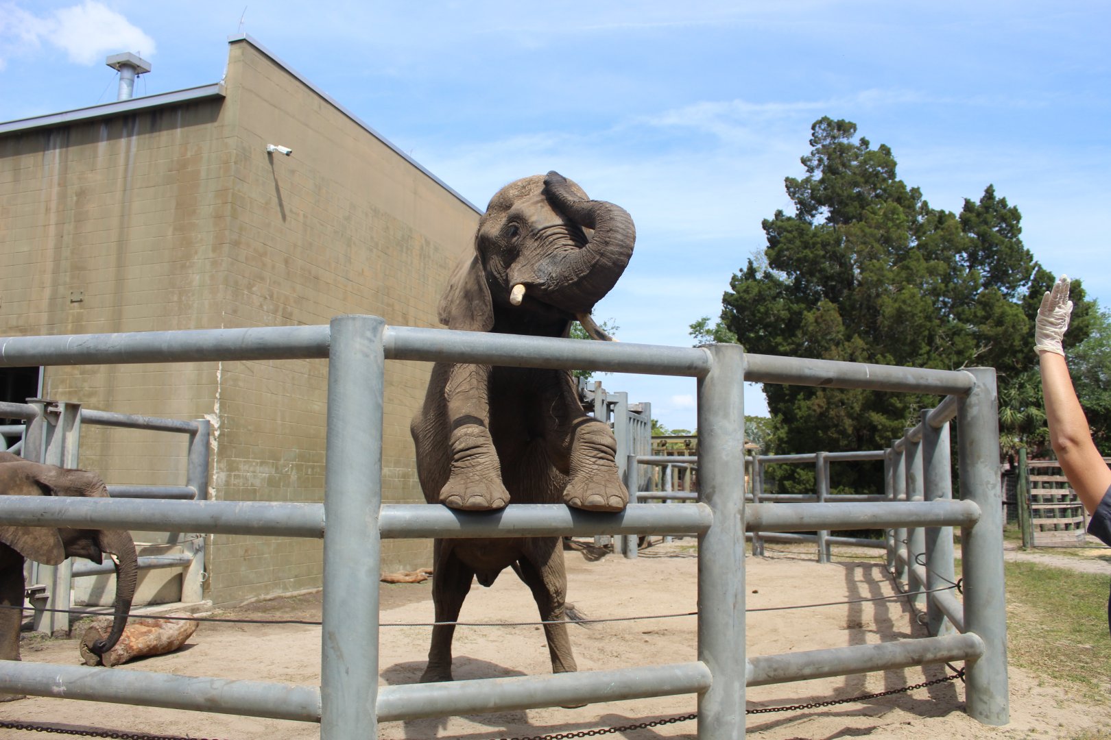 African Elephant Demo
