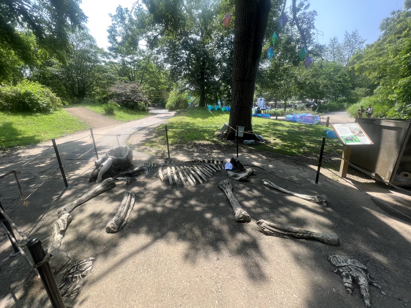 African Elephant Display