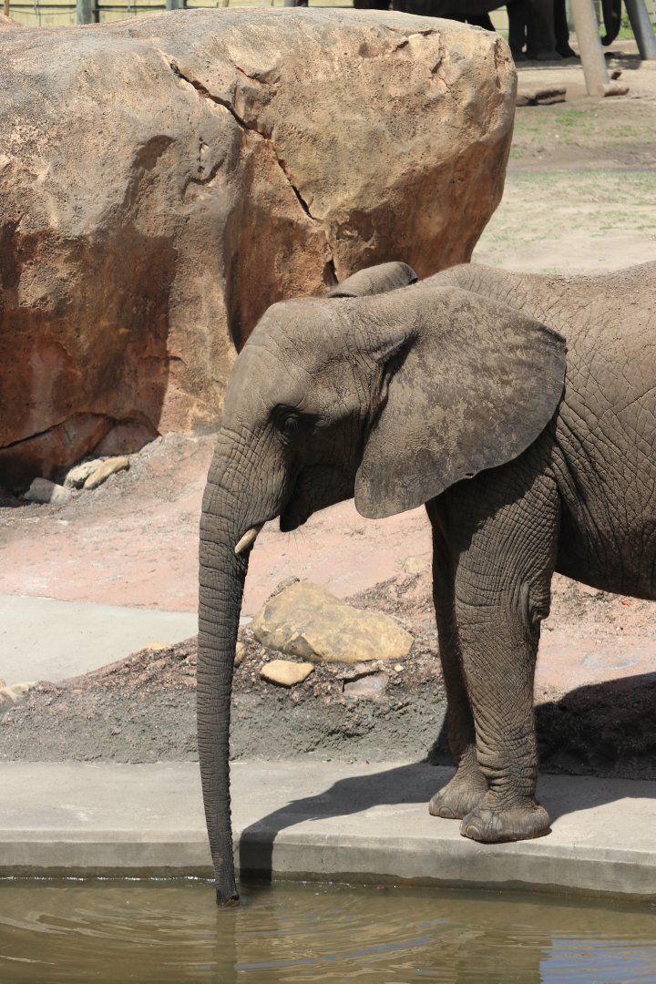 African Elephant drinking