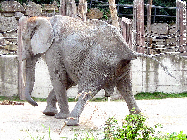 African elephant Drumbo