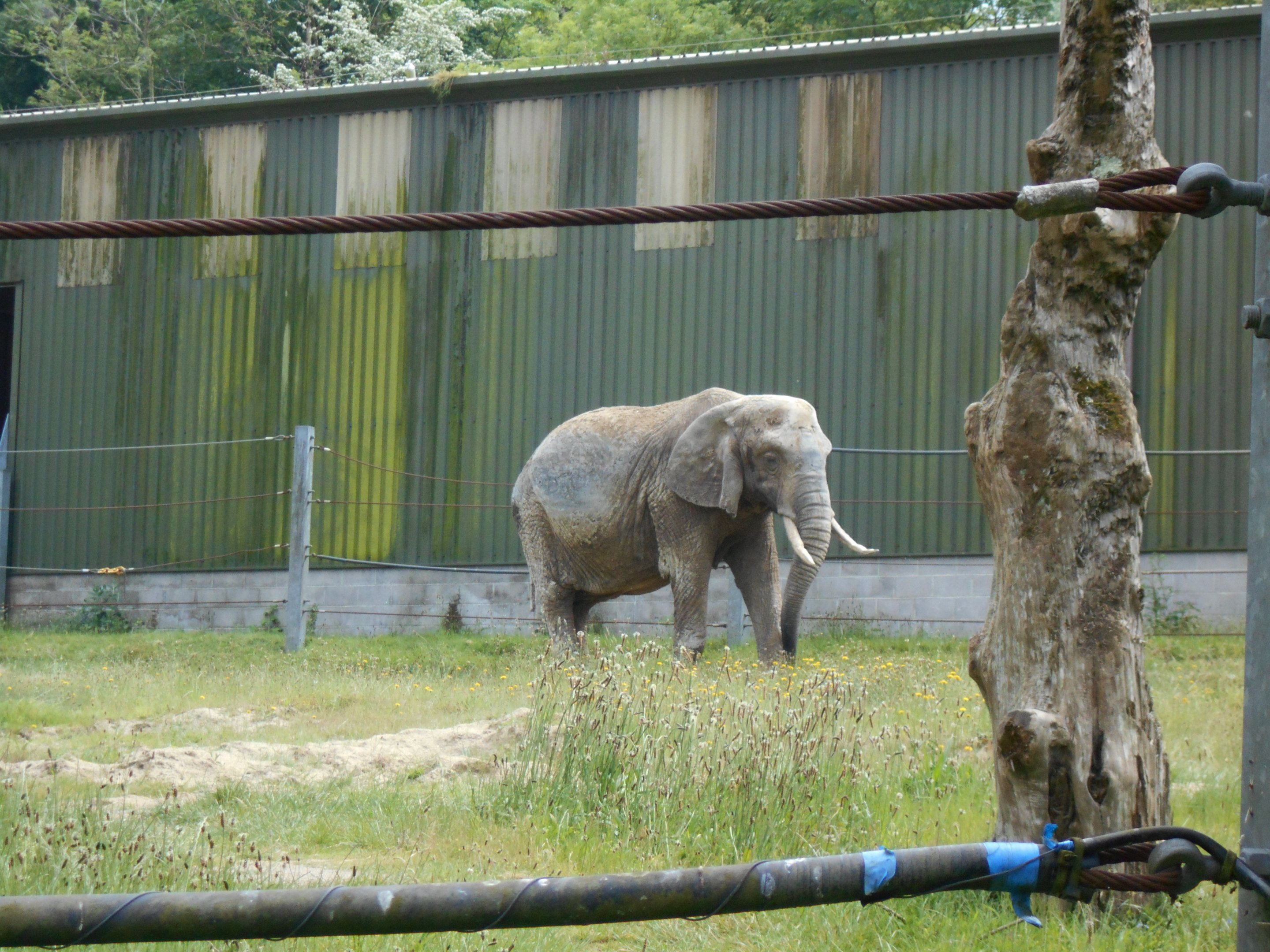 African Elephant, Duchess 23 May 2019