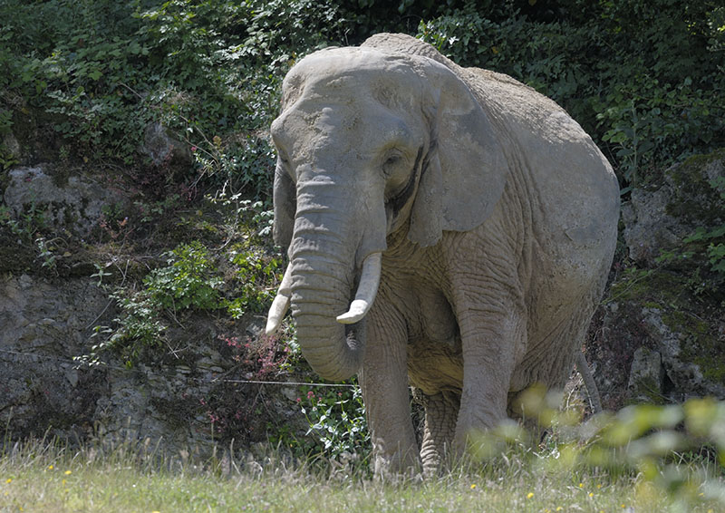 African elephant 'Duchess'