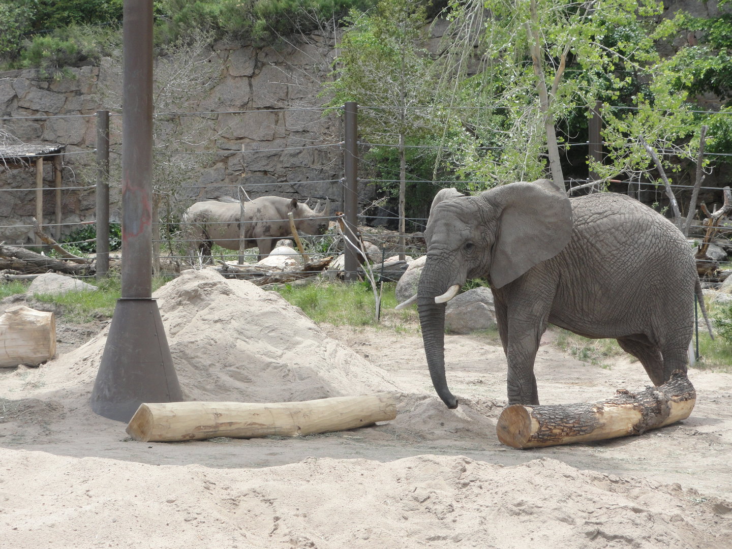 African Elephant & Eastern Black Rhino