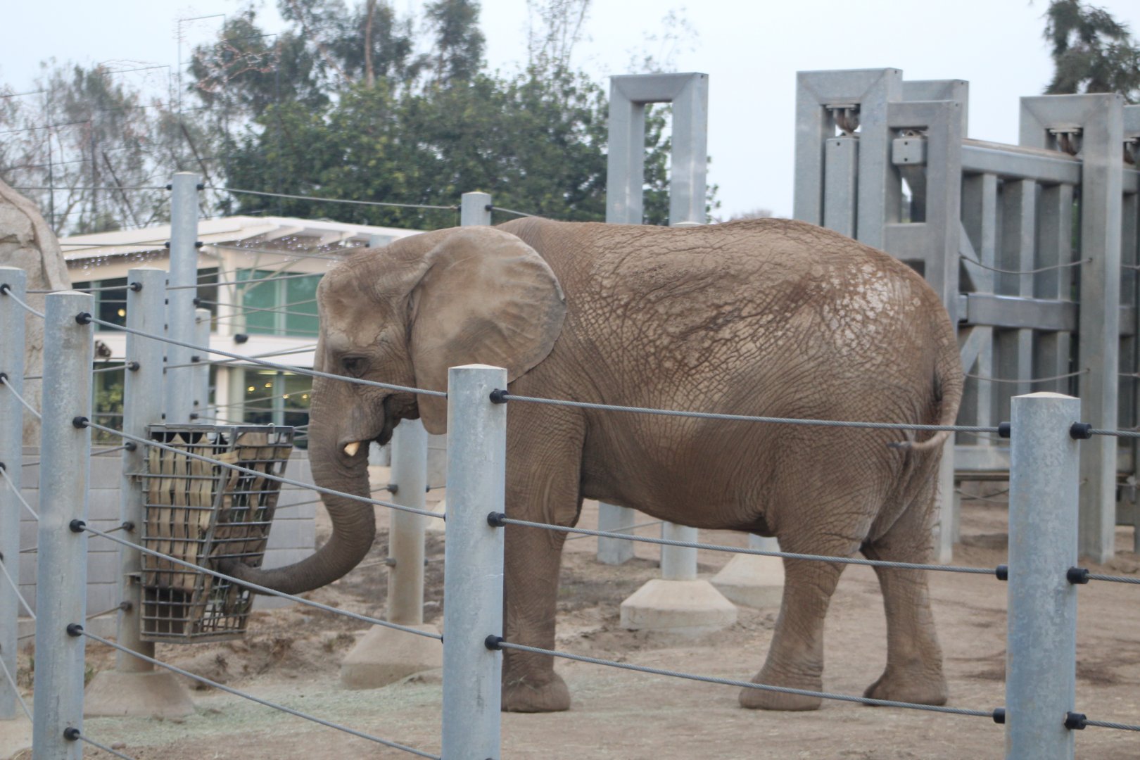 African Elephant Eating - Eelephant Odyssey
