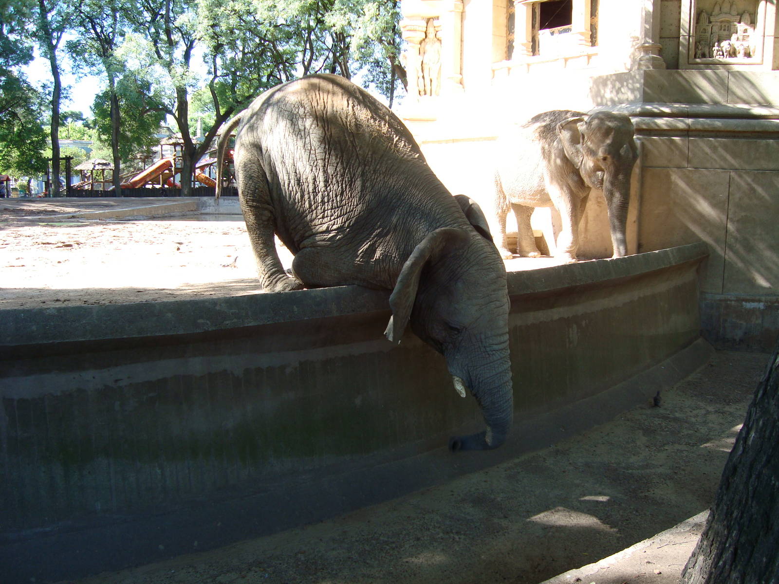 African elephant eating
