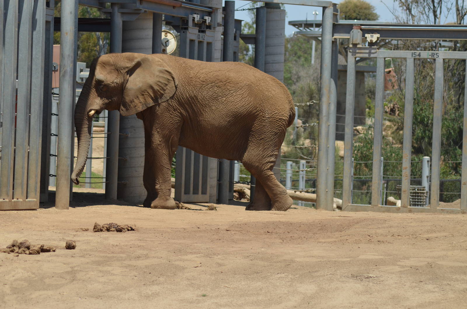 African Elephant - Elephant Odyssey