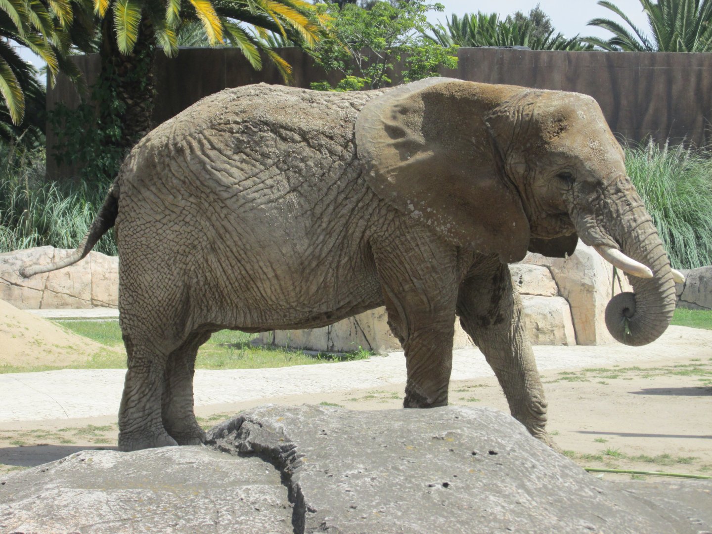 african elephant Ely