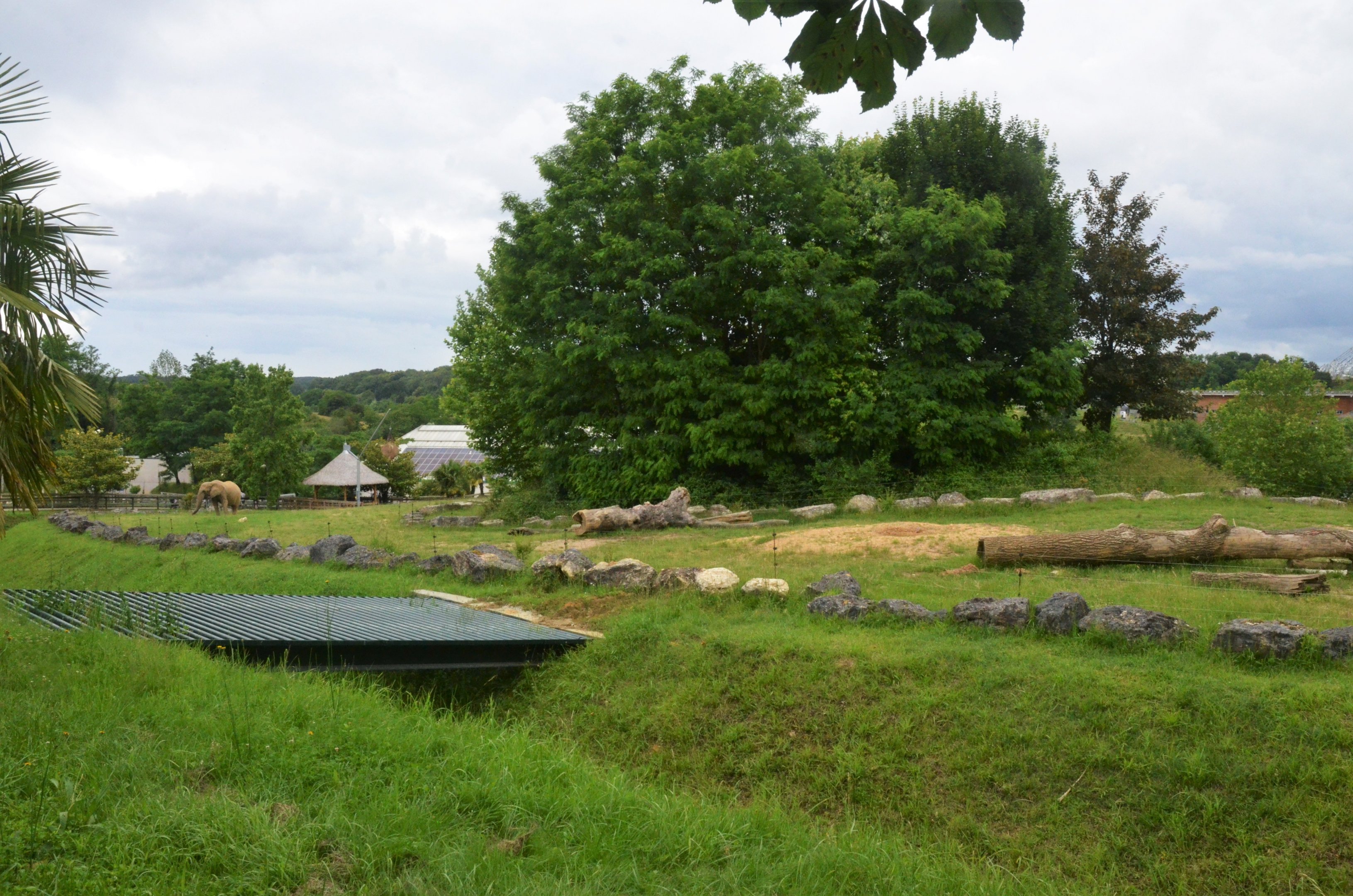 African Elephant Enclosure at Beauval, 12/06/18