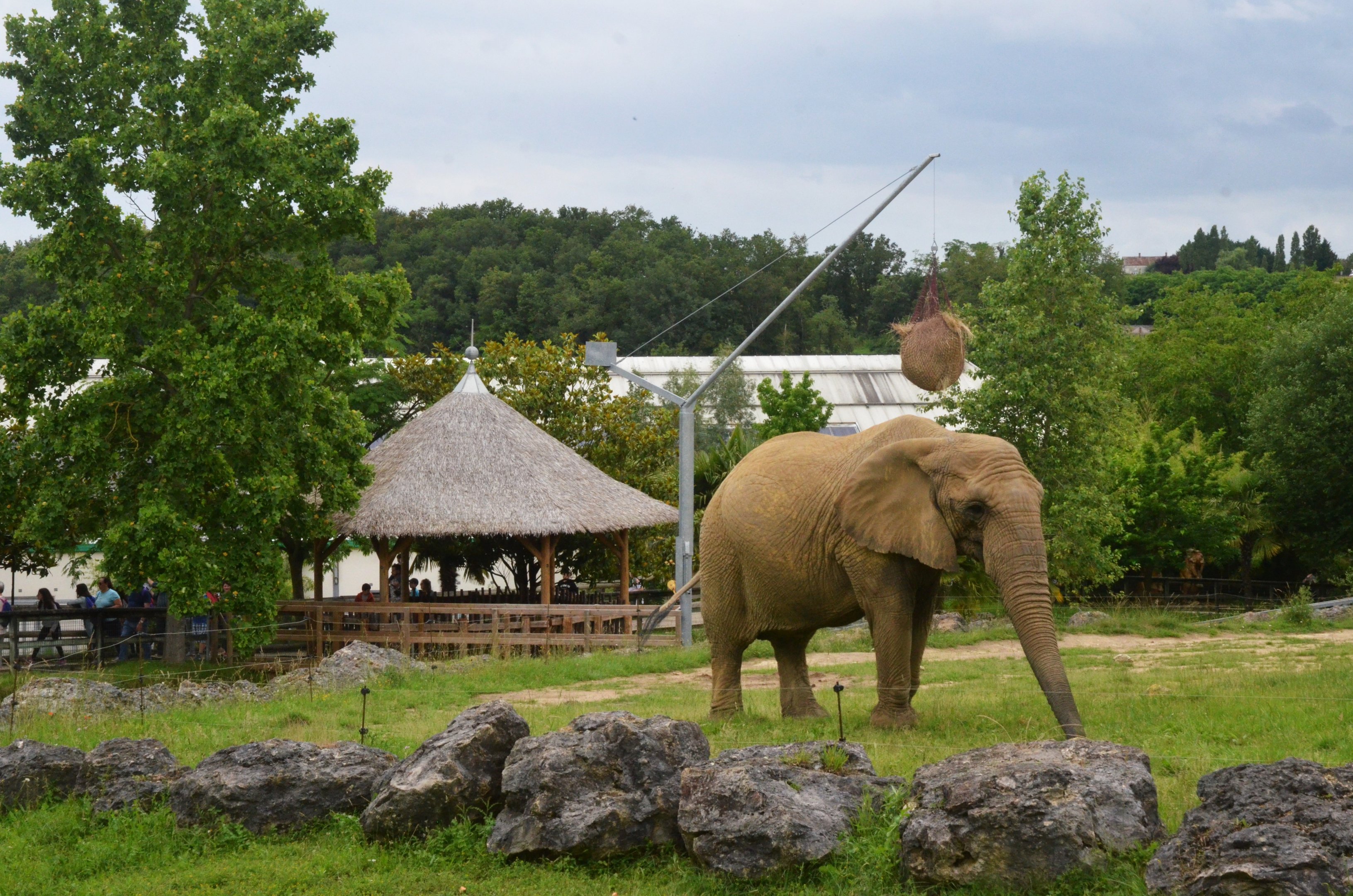 African Elephant Enclosure at Beauval, 12/06/18