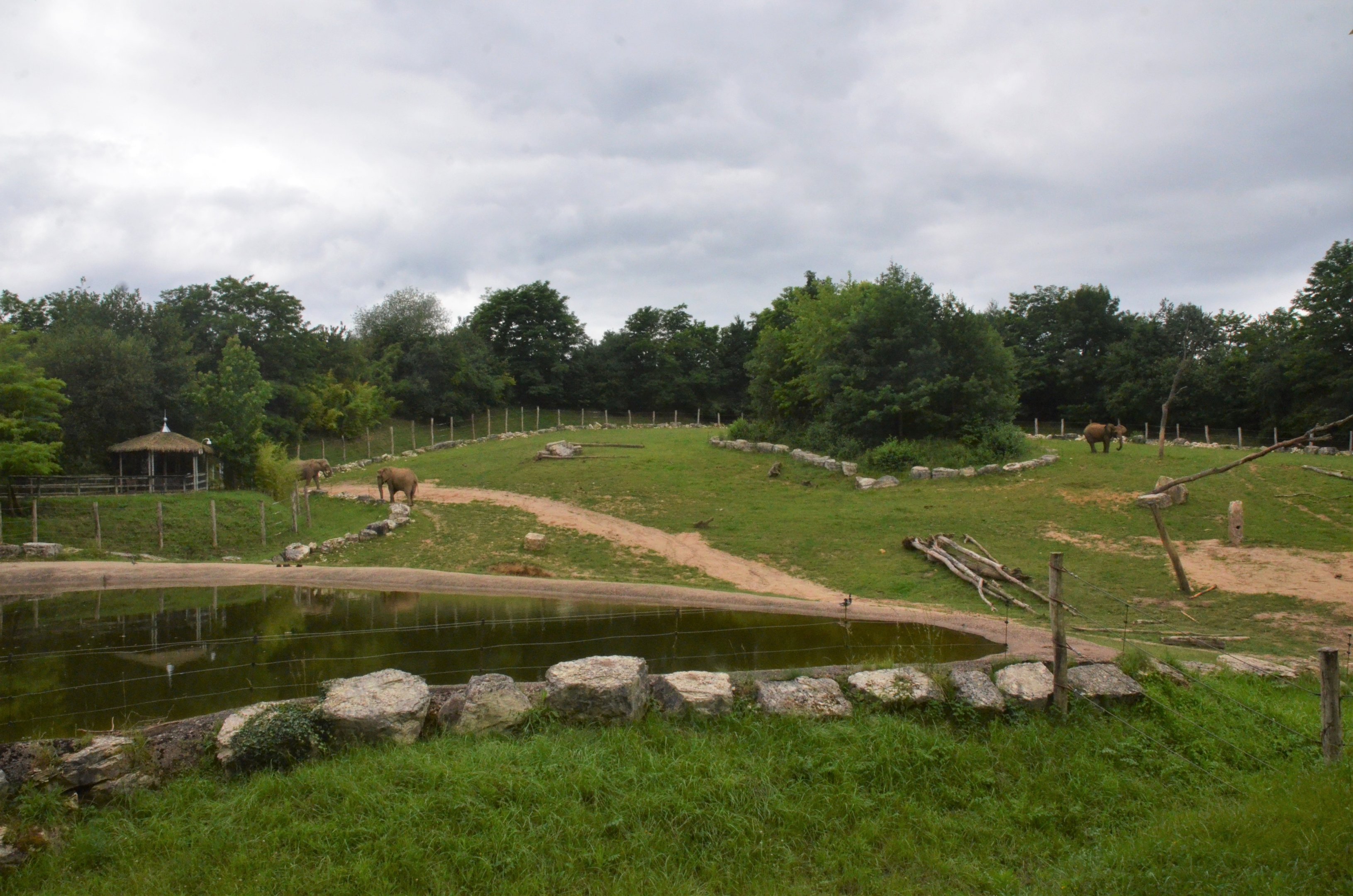 African Elephant Enclosure at Beauval, 12/06/18