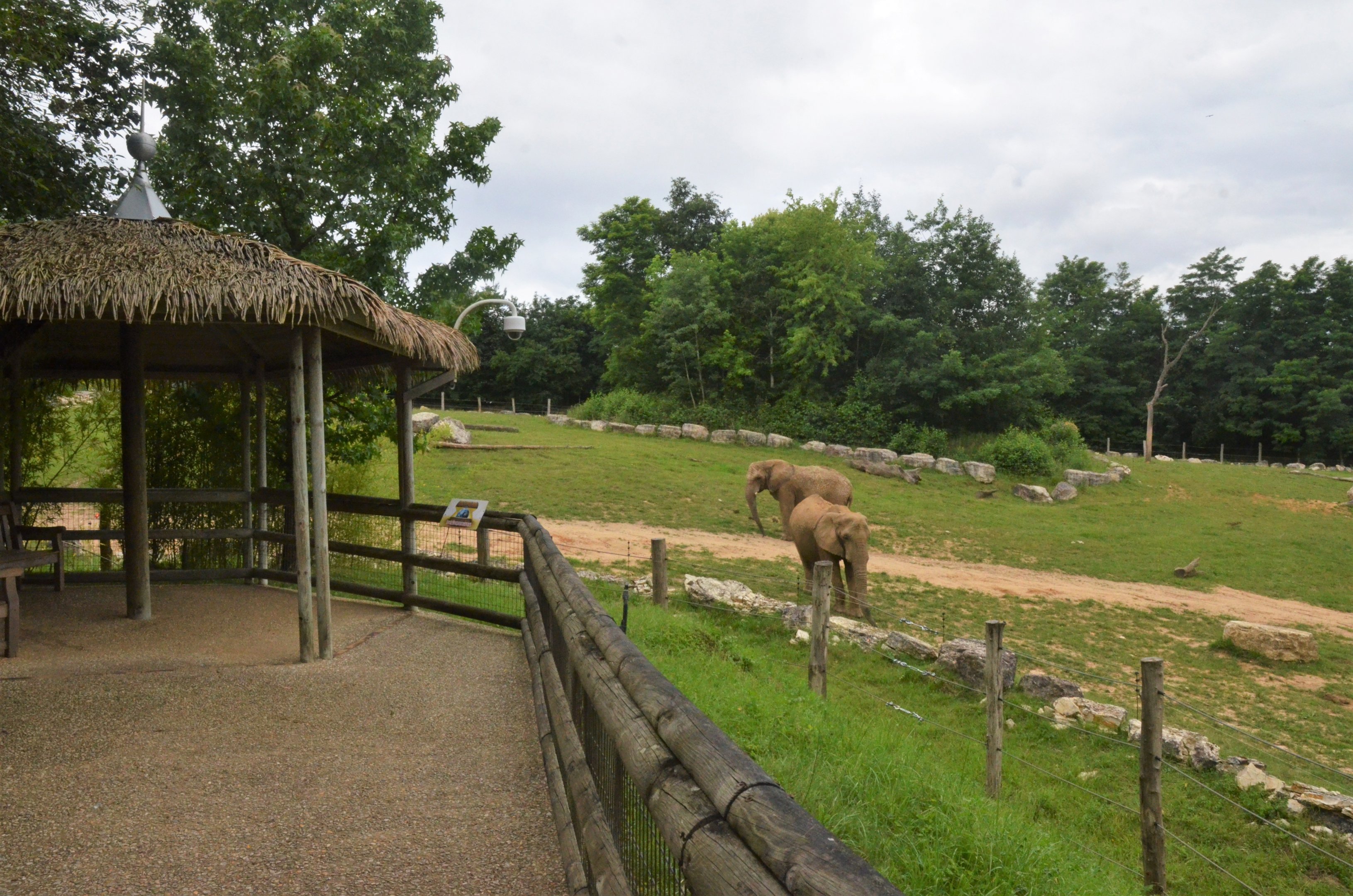 African Elephant Enclosure at Beauval, 12/06/18