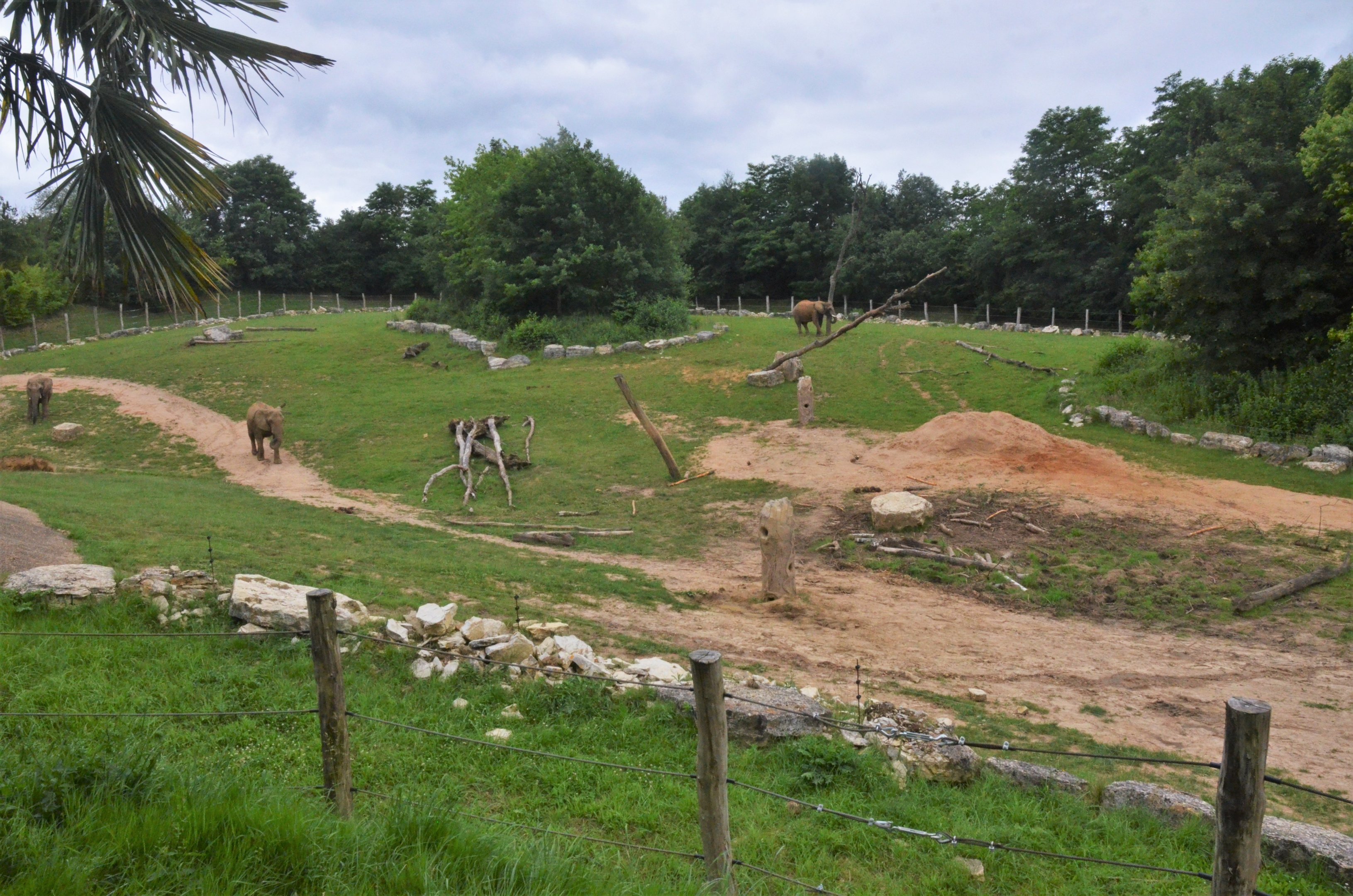 African Elephant Enclosure at Beauval, 12/06/18