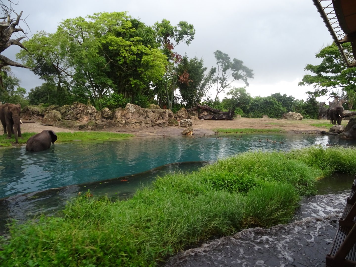 African Elephant Enclosure at Disney's Animal Kingdom (2014)